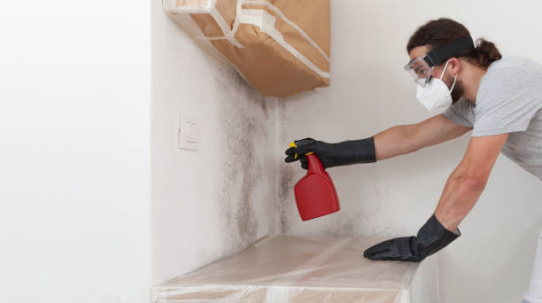 Professional Mold Cleanup technician working in Bohemia, NY