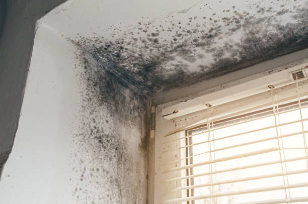 Affordable Mold Cleanup solutions in Bohemia, NY